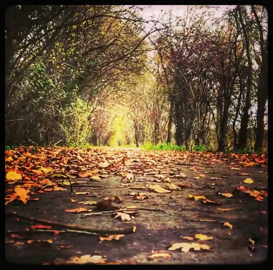 Préparez Votre Visibilité : Cyclistes et Sécurité Routière à l'Automne 🍂